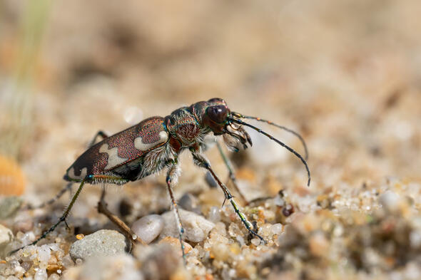 Symbolbild Trockenrasen im Rüschpark