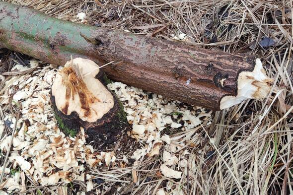 Symbolbild Unterwegs im Biberrevier